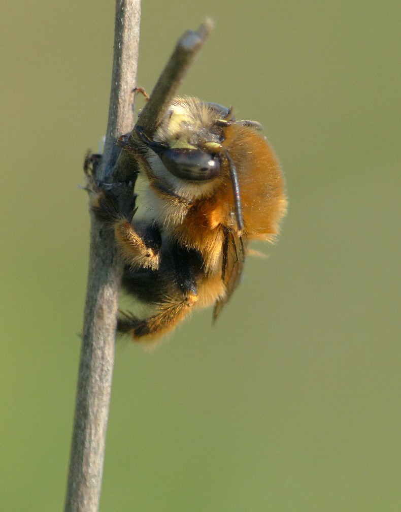 Quale imenottero Apidae?